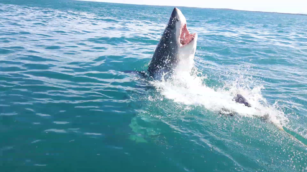 Il salto dello squalo bianco durante l'attacco
